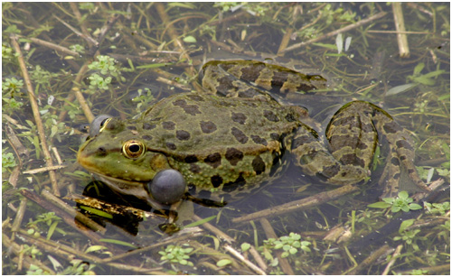 Marsh Frog